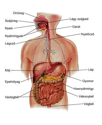 emésztőrendszeri rendellenességekről számoltak be)