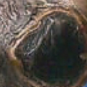 nekrotikus 1